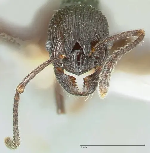 Myrmica rhytida specimen FOCOL1835-2 image focol1835-2_2