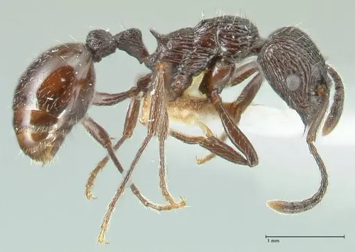 Myrmica rhytida specimen FOCOL1835-2 image focol1835-2_3