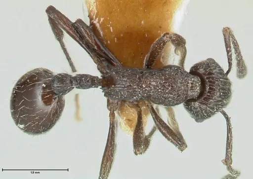Myrmica rhytida specimen FOCOL1835-3 image focol1835-3_1