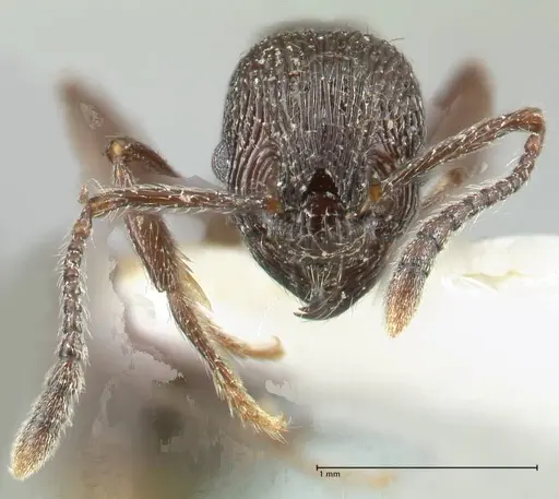 Myrmica rhytida specimen FOCOL1835-3 image focol1835-3_2