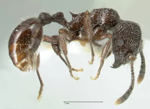 Myrmica rhytida specimen FOCOL1835-3 image focol1835-3_3