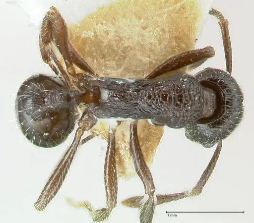 Myrmica rhytida specimen FOCOL1836-1 image focol1836-1_1