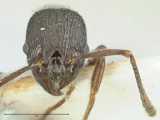 Myrmica rhytida specimen FOCOL1836-1 image focol1836-1_2