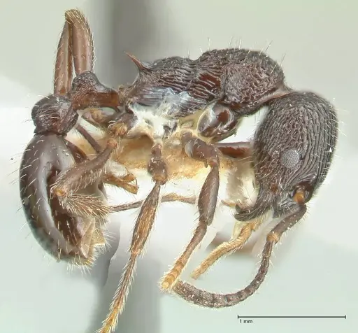 Myrmica rhytida specimen FOCOL1836-1 image focol1836-1_3