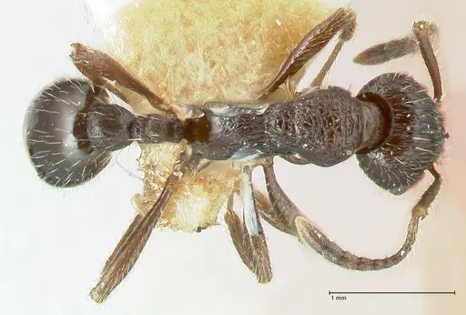 Myrmica rhytida specimen FOCOL1836-2 image focol1836-2_1