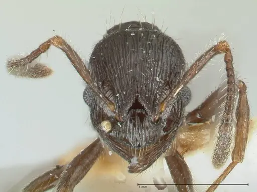 Myrmica rhytida specimen FOCOL1836-2 image focol1836-2_2