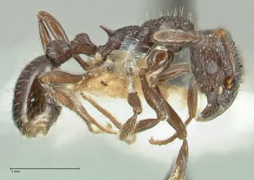 Myrmica rhytida specimen FOCOL1836-2 image focol1836-2_3