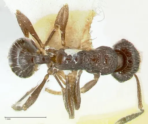 Myrmica rhytida specimen FOCOL1836-3 image focol1836-3_1