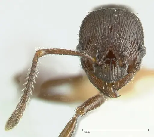 Myrmica rhytida specimen FOCOL1836-3 image focol1836-3_2
