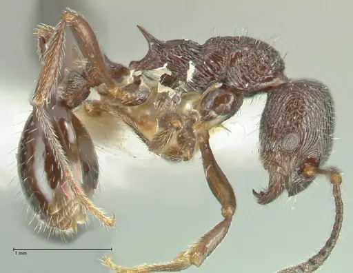 Myrmica rhytida specimen FOCOL1836-3 image focol1836-3_3