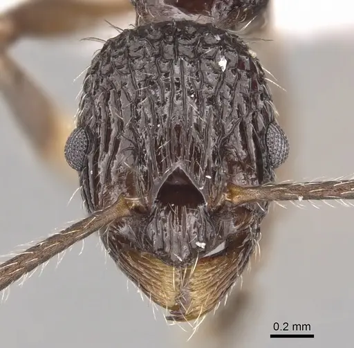 Myrmica rigatoi specimen CASENT0904551 image casent0904551_2