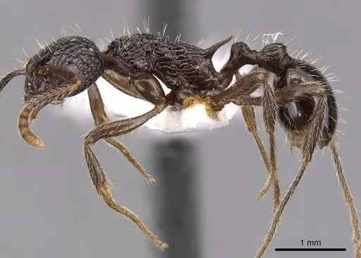 Myrmica rigatoi specimen CASENT0904551 image casent0904551_3