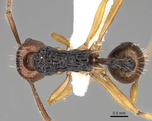 Myrmica ritae specimen CASENT0280833 image casent0280833_1