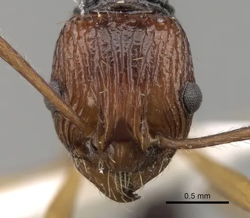 Myrmica ritae specimen CASENT0280833 image casent0280833_2
