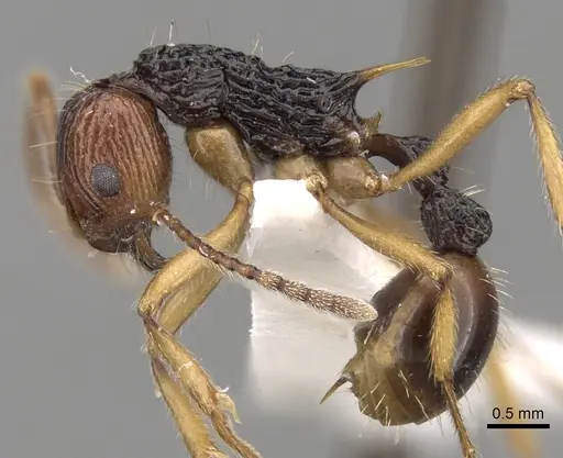 Myrmica ritae specimen CASENT0280833 image casent0280833_3