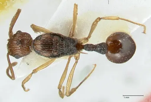 Myrmica ritae specimen FOCOL1822 image focol1822_1