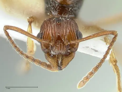 Myrmica ritae specimen FOCOL1822 image focol1822_2