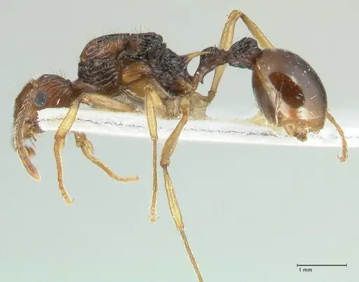 Myrmica ritae specimen FOCOL1822 image focol1822_3