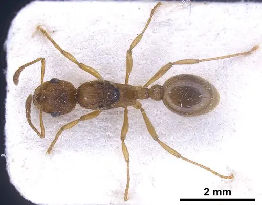 Myrmica rubra specimen ANTWEB1041282 image antweb1041282_1