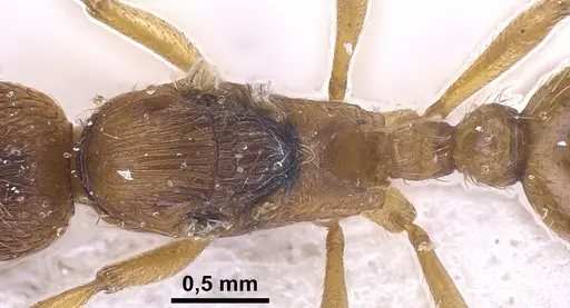 Myrmica rubra specimen ANTWEB1041282 image antweb1041282_2