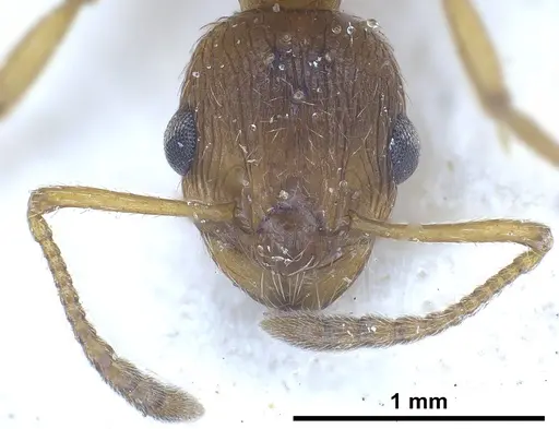 Myrmica rubra specimen ANTWEB1041282 image antweb1041282_3