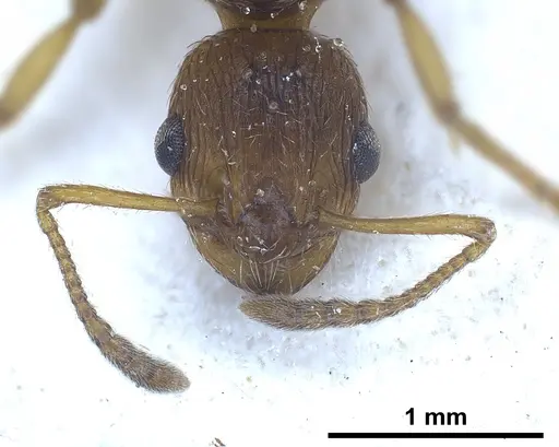 Myrmica rubra specimen ANTWEB1041282 image antweb1041282_4
