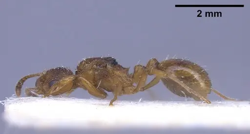Myrmica rubra specimen ANTWEB1041282 image antweb1041282_5