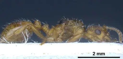 Myrmica rubra specimen ANTWEB1041282 image antweb1041282_6