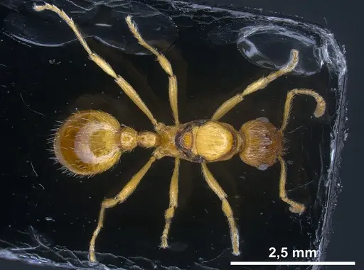 Myrmica rubra specimen ANTWEB1041366 image antweb1041366_1