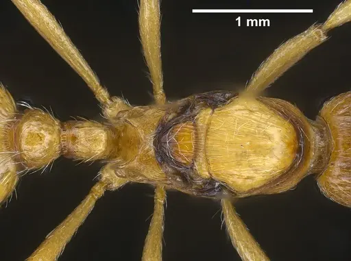 Myrmica rubra specimen ANTWEB1041366 image antweb1041366_2