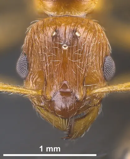 Myrmica rubra specimen ANTWEB1041366 image antweb1041366_3