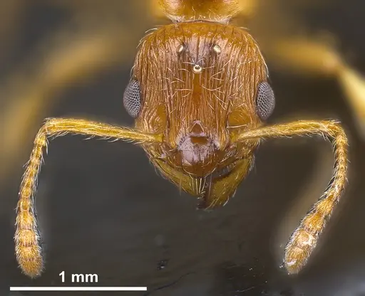 Myrmica rubra specimen ANTWEB1041366 image antweb1041366_4