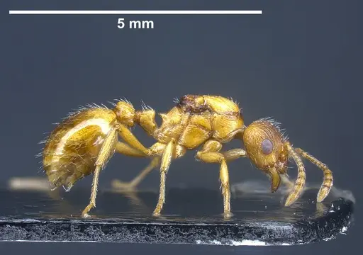 Myrmica rubra specimen ANTWEB1041366 image antweb1041366_5