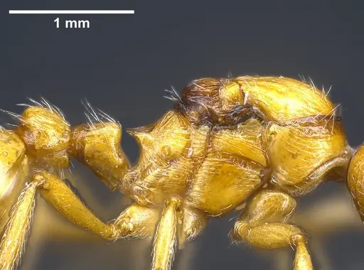 Myrmica rubra specimen ANTWEB1041366 image antweb1041366_6