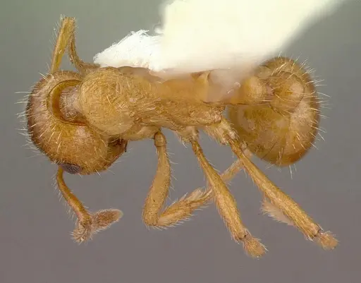 Myrmica rubra specimen CASENT0010644 image casent0010644_1
