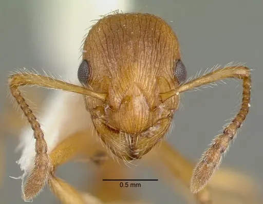Myrmica rubra specimen CASENT0010644 image casent0010644_2