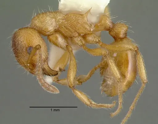 Myrmica rubra specimen CASENT0010644 image casent0010644_3