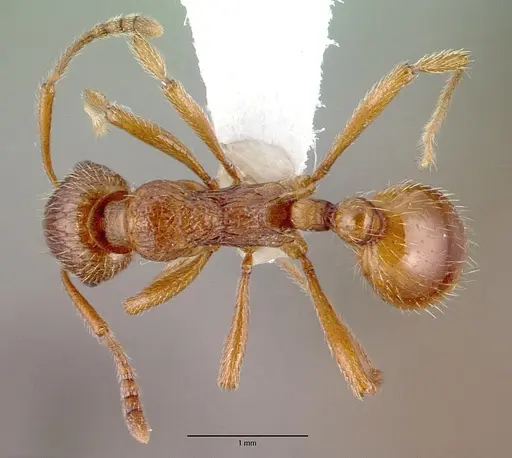 Myrmica rubra specimen CASENT0010684 image casent0010684_1