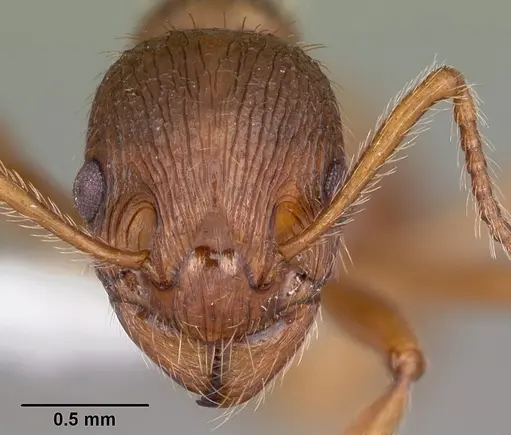 Myrmica rubra specimen CASENT0010684 image casent0010684_2