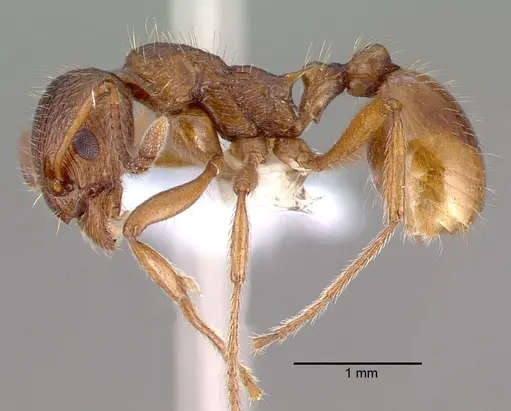 Myrmica rubra specimen CASENT0010684 image casent0010684_3