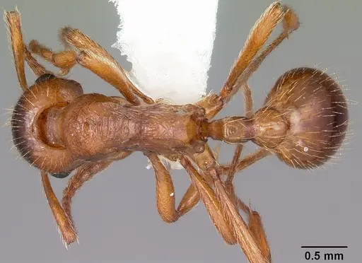 Myrmica rubra specimen CASENT0104804 image casent0104804_1