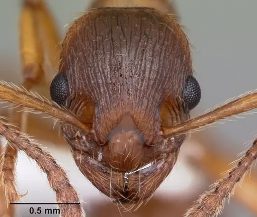 Myrmica rubra specimen CASENT0104804 image casent0104804_2