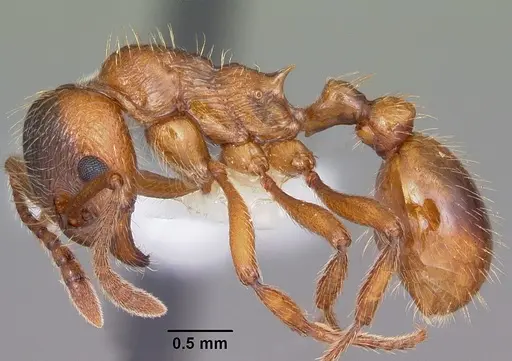 Myrmica rubra specimen CASENT0104804 image casent0104804_3