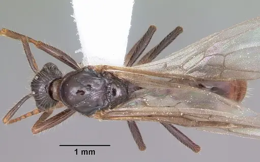 Myrmica rubra specimen CASENT0104805 image casent0104805_1