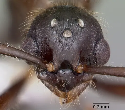 Myrmica rubra specimen CASENT0104805 image casent0104805_2