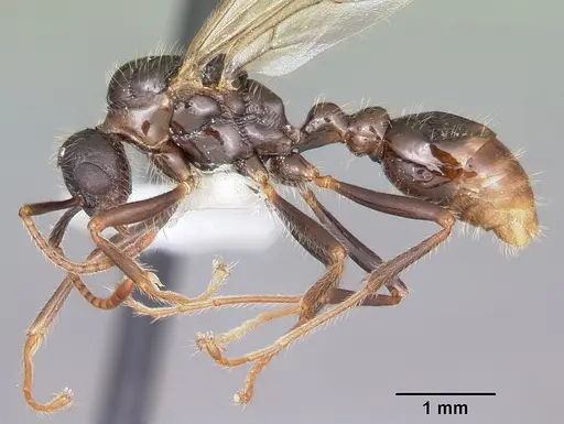 Myrmica rubra specimen CASENT0104805 image casent0104805_3