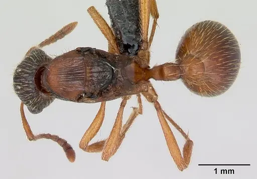 Myrmica rubra specimen CASENT0172707 image casent0172707_1