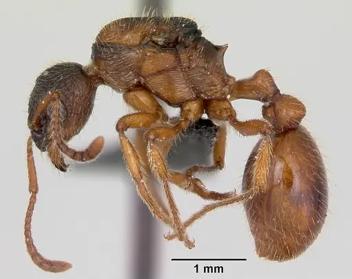 Myrmica rubra specimen CASENT0172707 image casent0172707_3