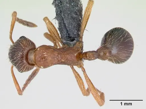 Myrmica rubra specimen CASENT0172750 image casent0172750_1