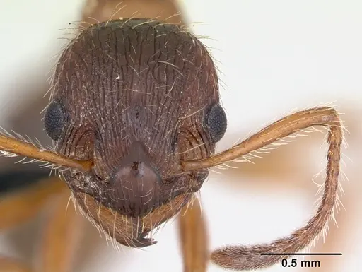 Myrmica rubra specimen CASENT0172750 image casent0172750_2